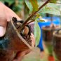 25 up Live Cashew seeds for growing Rare Anacardium occidentale