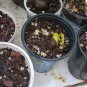 25 up Live Cashew seeds for growing Rare Anacardium occidentale