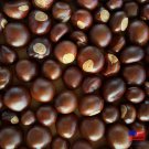 Real Ohio Chestnuts/Buckeyes up to 100 count not for consumption/Generated/Grow