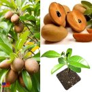 Rare Sapodilla Manilkara zapota Chiku Starter plant