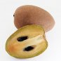 Rare Sapodilla Manilkara zapota Chiku Starter plant