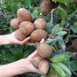 Rare Sapodilla Manilkara zapota Chiku Starter plant
