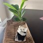 Rare Sapodilla Manilkara zapota Chiku Starter plant