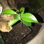 Rare Sapodilla Manilkara zapota Chiku Starter plant