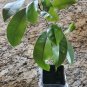 Rare Sapodilla Manilkara zapota Chiku Starter plant
