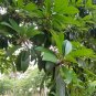 Rare Sapodilla Manilkara zapota Chiku Starter plant