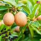 10 SEEDS Sapodilla Nispero Manilkara Zapota Chiku Makok