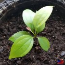 4-7 in tall CEYLON CINNAMON Cinnamomum zeylanicum/verum Starter PLANTS  with Pot