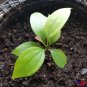 4-7 in tall CEYLON CINNAMON Cinnamomum zeylanicum/verum Starter PLANTS with Pot