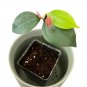 4-7 in tall CEYLON CINNAMON Cinnamomum zeylanicum/verum Starter PLANTS  with Pot