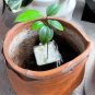 4-7 in tall CEYLON CINNAMON Cinnamomum zeylanicum/verum Starter PLANTS  with Pot