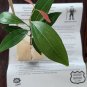 4-7 in tall CEYLON CINNAMON Cinnamomum zeylanicum/verum Starter PLANTS  with Pot