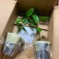 4-7 in tall CEYLON CINNAMON Cinnamomum zeylanicum/verum Starter PLANTS  with Pot