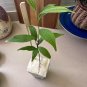 4-7 in tall CEYLON CINNAMON Cinnamomum zeylanicum/verum Starter PLANTS  with Pot