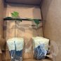 4-7 in tall CEYLON CINNAMON Cinnamomum zeylanicum/verum Starter PLANTS  with Pot