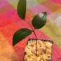 4-7 in tall CEYLON CINNAMON Cinnamomum zeylanicum/verum Starter PLANTS  with Pot