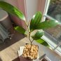 4-7 in tall CEYLON CINNAMON Cinnamomum zeylanicum/verum Starter PLANTS  with Pot