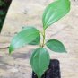 4-7 in tall CEYLON CINNAMON Cinnamomum zeylanicum/verum Starter PLANTS  with Pot