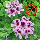2 Citronella Starter Plants, Mosquito Plant, Hardened Off Thriving Inside a Nursery 2 Citronella Starter Plants, Mosquito Plant, Hardened Off Thriving Inside a Nursery