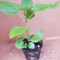 2 Citronella Starter Plants, Mosquito Plant, Hardened Off Thriving Inside a Nursery