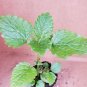 2 Citronella Starter Plants, Mosquito Plant, Hardened Off Thriving Inside a Nursery