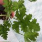 2 Citronella Starter Plants, Mosquito Plant, Hardened Off Thriving Inside a Nursery