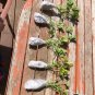 2 Citronella Starter Plants, Mosquito Plant, Hardened Off Thriving Inside a Nursery
