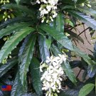 Clerodendrum Wallichii Bridal VeilClerodendrum Wallichii Live Plant approx up to 7" feet high