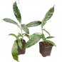 Clerodendrum Wallichii Bridal VeilClerodendrum Wallichii Live Plant approx up to 7" feet high