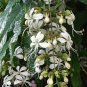 Clerodendrum Wallichii Bridal VeilClerodendrum Wallichii Live Plant approx up to 7" feet high
