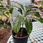 Clerodendrum Wallichii Bridal VeilClerodendrum Wallichii Live Plant approx up to 7" feet high