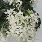 Clerodendrum Wallichii Bridal VeilClerodendrum Wallichii Live Plant approx up to 7" feet high