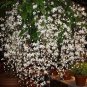Clerodendrum Wallichii Bridal VeilClerodendrum Wallichii Live Plant approx up to 7" feet high