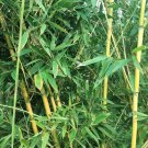 50 Golden Bamboo Seeds Yellow Crookstem Bamoo Home Decoration Cold Hardiness  Garden Plant