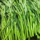 50 Thai Water Spinach seeds Ong Choy Kangkong Kong Xin Cai Vegetable  Garden Plant