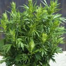 500 Mugwort Seeds Artemisia vulgarisMedicinal Culinary Perennial Herb  Garden Plant