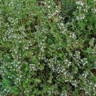 1000 Common Thyme Seeds True Winter Thyme Perennial Kitchen Herb  Garden Plant
