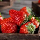 100 Red Strawberry Seeds Big Flesh Fruit Perennial Container  Garden Plant