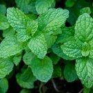 100 Peppermint Seeds Mentha piperita Heirloom Perennial Herbal  Garden Plant