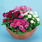 2000 English Daisy Seeds Bellis perennis Mixed Perennial Wildflowers  Garden Plant