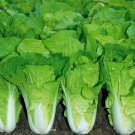 500 Chinese Cabbage seeds Pak Choi Kuai Cai Fast Grow Cabbage  Garden Plant