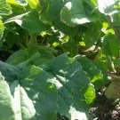 200 Radish Seeds White Icicle Radish Non GMO Vegetable Seeds  Garden Plant