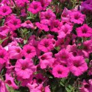 25 Seeds Bright Pink Petunia Flowers Planting Garden 25 Seeds Bright Pink Petunia Flowers Planting Garden