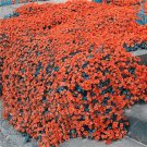 100 Seeds Aubrieta Orange Rock Cress Ground Cover Flowers Planting Garden