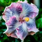 25 Seeds Pinwheel Blue & Pink Hibiscus Flower Seeds  Planting Garden