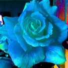 12 Seeds Blue & Green Rose Bush Lovely Scented Flowers  Planting Garden