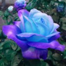 12 Seeds Blue & Purple Roses Beautiful Flower Bush Baby Blue & Lavender Planting Garden 12 Seeds Blue & Purple Roses Beautiful Flower Bush Baby Blue & Lavender Planting Garden