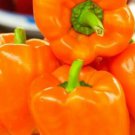 25 Seeds Orange King Bell Peppers Sweet Planting Garden 25 Seeds Orange King Bell Peppers Sweet Planting Garden