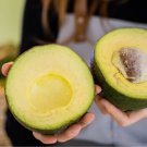 2 Seeds Reed Avocado Organic Non Gmo Delicious Creamy Fruit Planting Garden 2 Seeds Reed Avocado Organic Non Gmo Delicious Creamy Fruit Planting Garden
