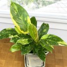 15 Seeds Philodendron Green Congo House Flowers Planting Garden 15 Seeds Philodendron Green Congo House Flowers Planting Garden